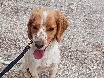Dog Finds €11 Million Worth Of...